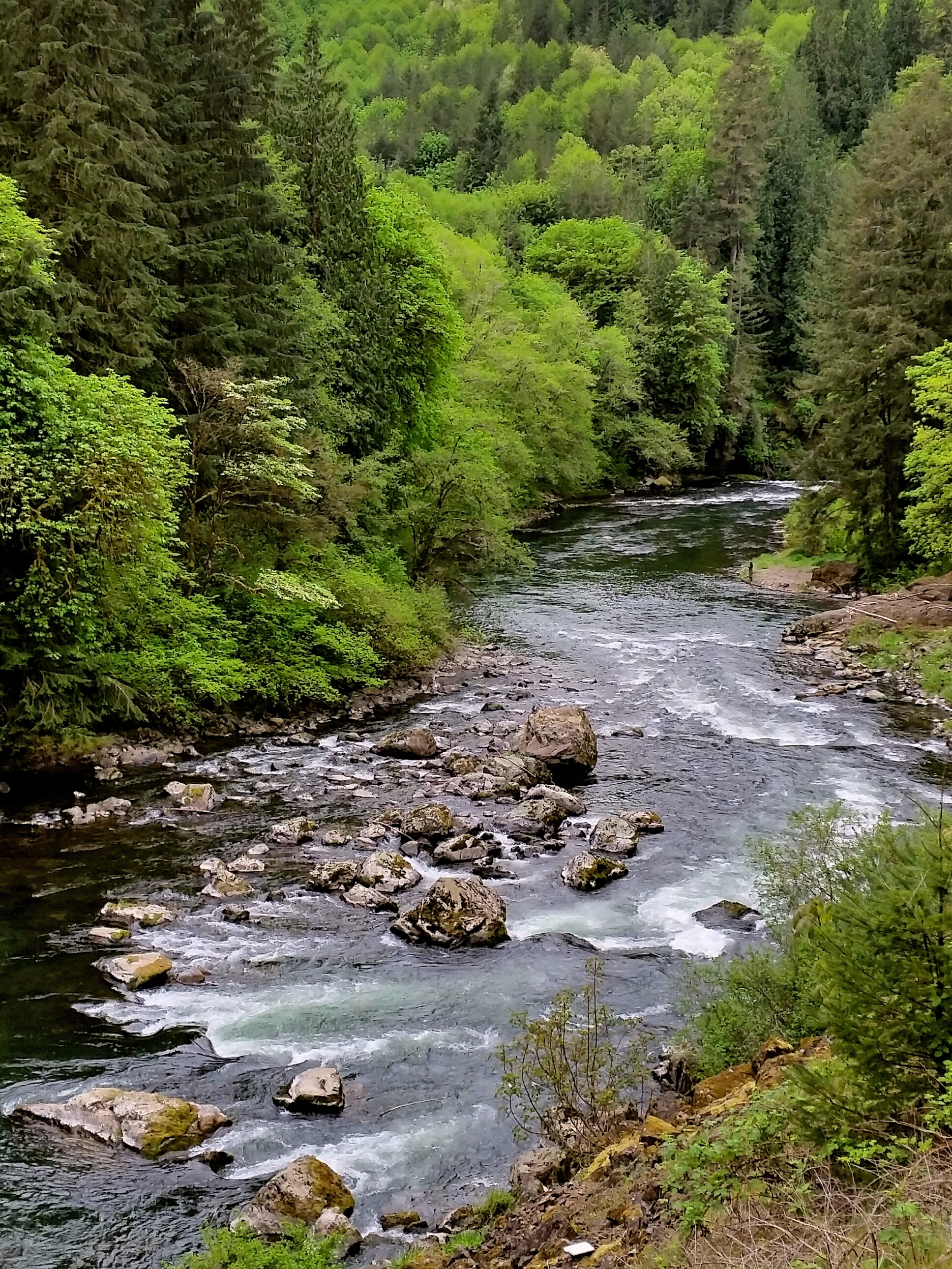 A rocky river flowing between vibrant evergreen trees